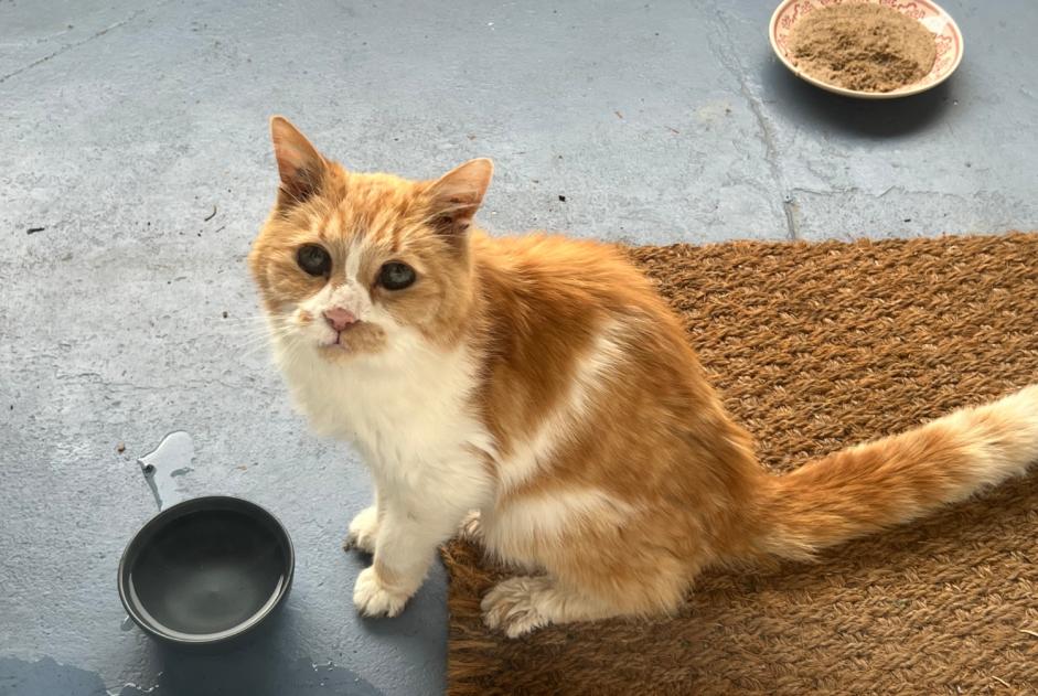 Fundmeldung Katze Unbekannt Rennes Frankreich