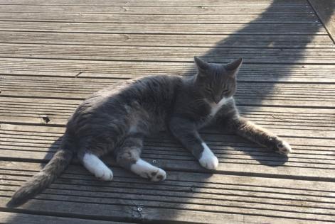 Disappearance alert Cat Male , 11 years Ormes France