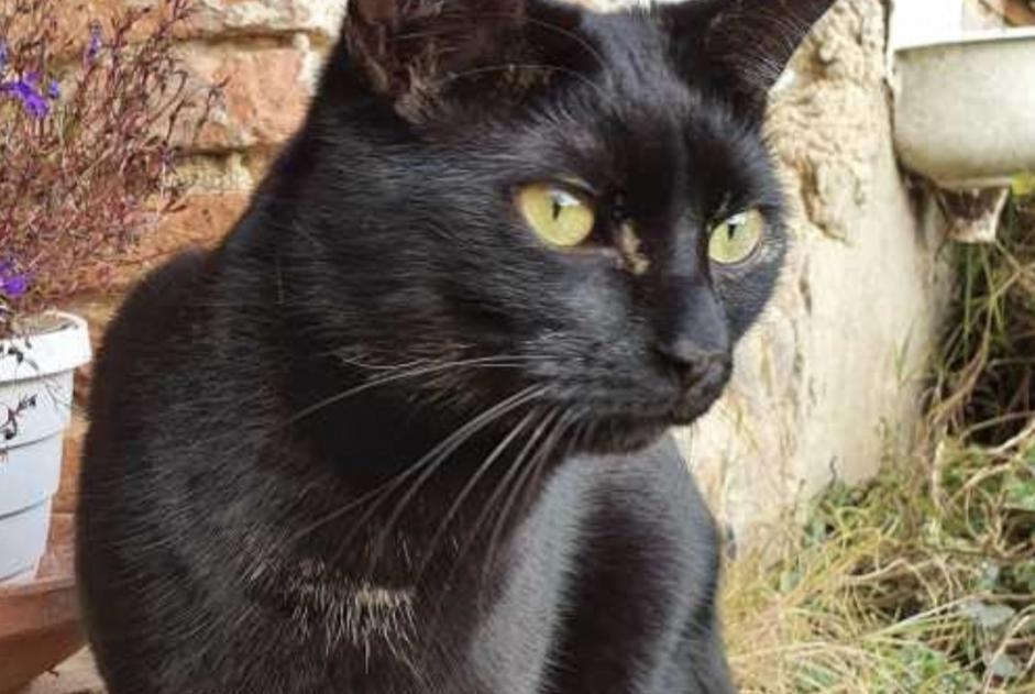 Disappearance alert Cat Male , 5 years Guignen France