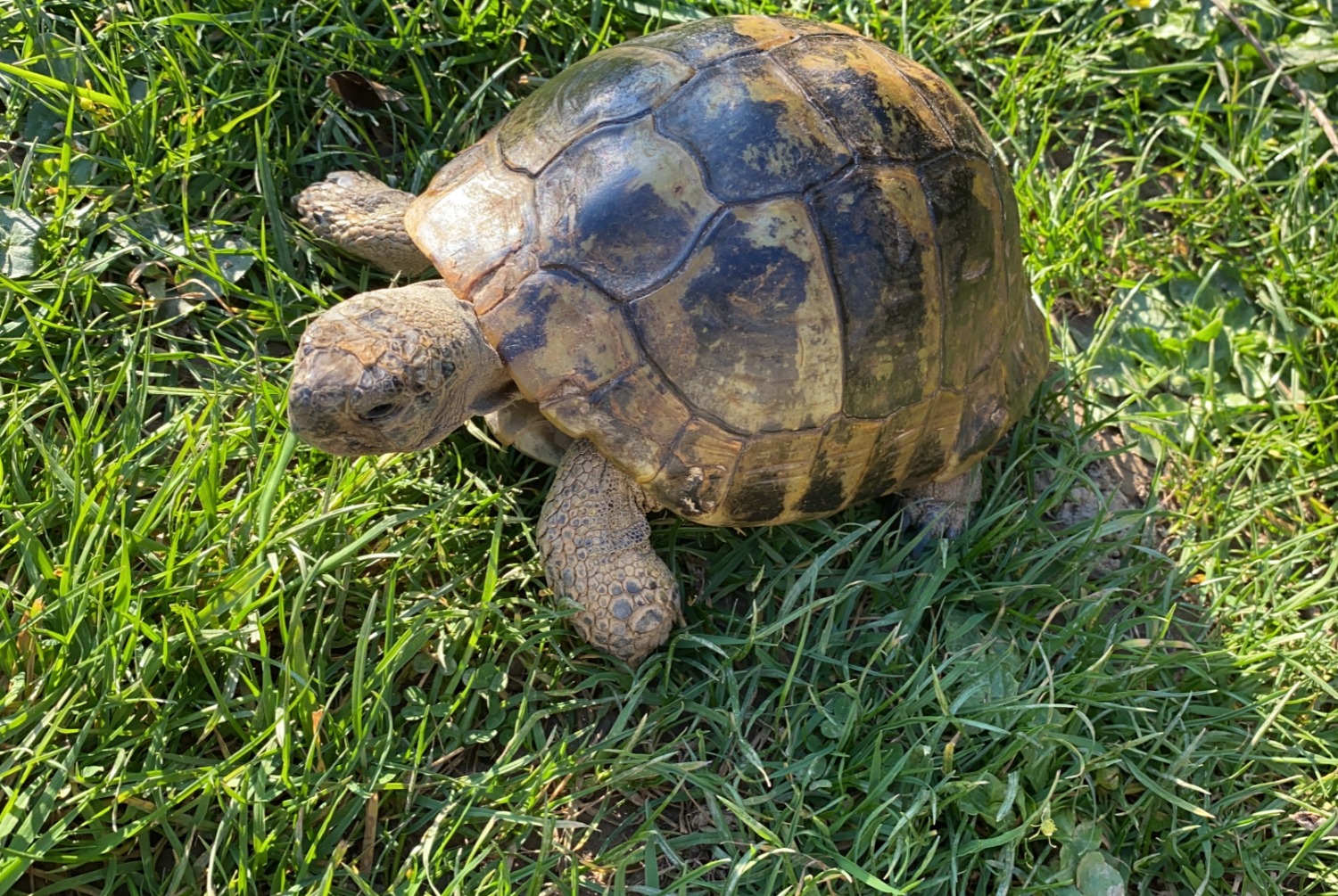 Disappearance alert Tortoise Male , 2025 years Cesson-Sévigné France