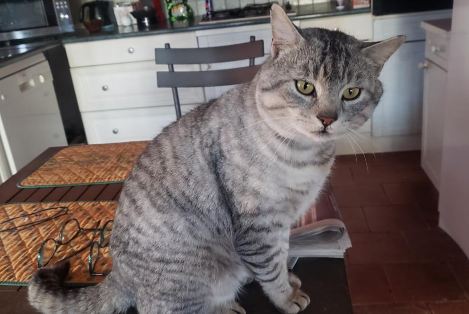 Alerta de Desaparición Gato Macho , 1 años Gimont Francia