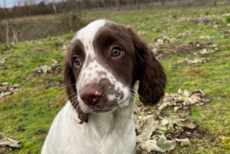 Alerte Disparition Chien  Femelle , 2 ans Allouis France