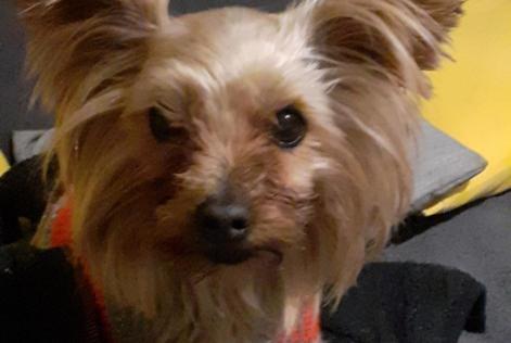 Verdwijningsalarm Hond  Vrouwtje , 9 jaar Villefranche-de-Lauragais Frankrijk