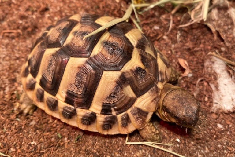 Verdwijningsalarm Schildpad Vrouwtje , 2025 jaar Frouzins Frankrijk