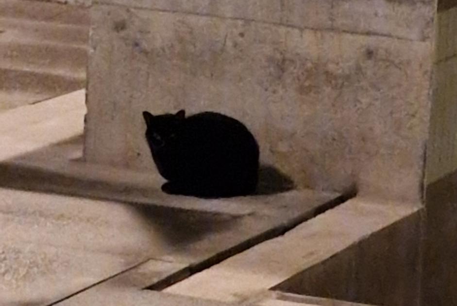 Alerta descoberta Gato  Desconhecido Rennes France